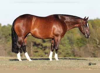 American Quarter Horse, Gelding, 8 years, 15 hh, Bay