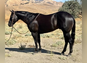 American Quarter Horse, Gelding, 8 years, 15 hh, Black