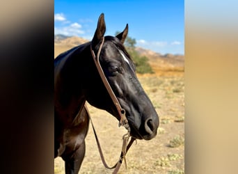 American Quarter Horse, Gelding, 8 years, 15 hh, Black