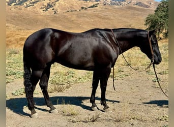 American Quarter Horse, Gelding, 8 years, 15 hh, Black