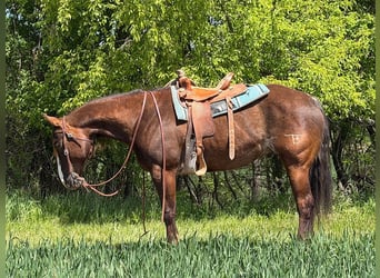 American Quarter Horse, Gelding, 8 years, 15 hh, Brown
