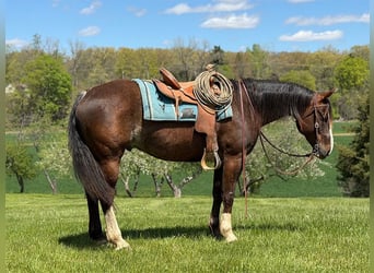 American Quarter Horse, Gelding, 8 years, 15 hh, Brown