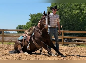 American Quarter Horse, Gelding, 8 years, 15 hh, Brown