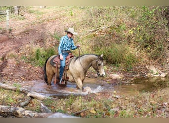 American Quarter Horse, Gelding, 8 years, 15 hh, Buckskin