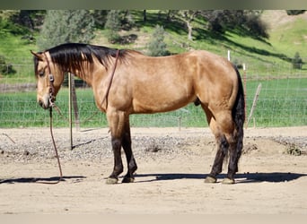 American Quarter Horse, Gelding, 8 years, 15 hh, Buckskin