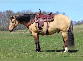 American Quarter Horse, Gelding, 8 years, 15 hh, Buckskin