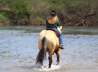 American Quarter Horse, Gelding, 8 years, 15 hh, Buckskin