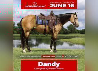 American Quarter Horse, Gelding, 8 years, 15 hh, Buckskin