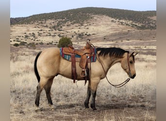 American Quarter Horse, Gelding, 8 years, 15 hh, Buckskin