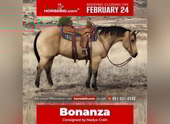 American Quarter Horse, Gelding, 8 years, 15 hh, Buckskin