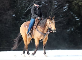 American Quarter Horse, Gelding, 8 years, 15 hh, Buckskin