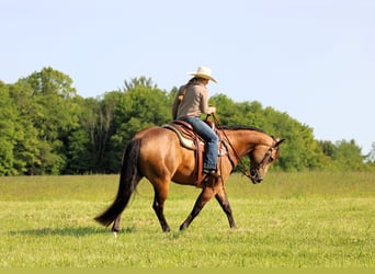 American Quarter Horse, Gelding, 8 years, 15 hh, Buckskin