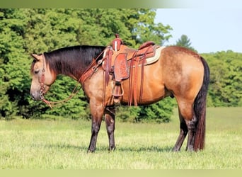 American Quarter Horse, Gelding, 8 years, 15 hh, Buckskin