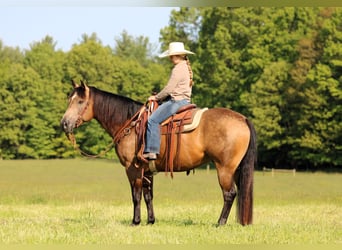 American Quarter Horse, Gelding, 8 years, 15 hh, Buckskin