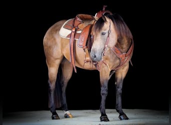 American Quarter Horse, Gelding, 8 years, 15 hh, Buckskin
