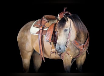 American Quarter Horse, Gelding, 8 years, 15 hh, Buckskin