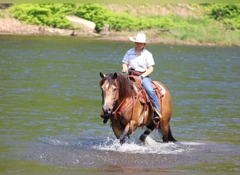American Quarter Horse, Gelding, 8 years, 15 hh, Buckskin