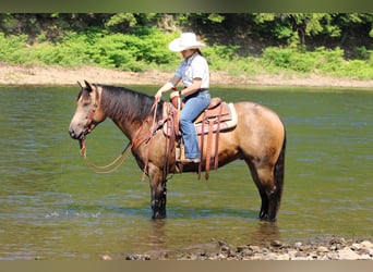 American Quarter Horse, Gelding, 8 years, 15 hh, Buckskin