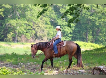 American Quarter Horse, Gelding, 8 years, 15 hh, Buckskin