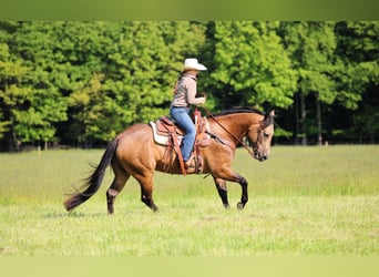American Quarter Horse, Gelding, 8 years, 15 hh, Buckskin