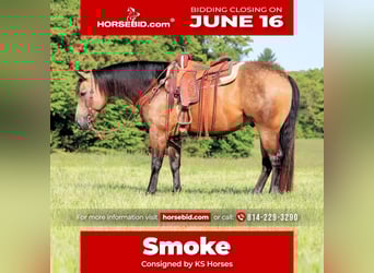 American Quarter Horse, Gelding, 8 years, 15 hh, Buckskin