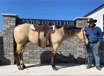 American Quarter Horse, Gelding, 8 years, 15 hh, Buckskin