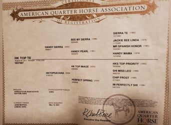 American Quarter Horse, Gelding, 8 years, 15 hh, Buckskin