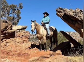 American Quarter Horse, Gelding, 8 years, 15 hh, Buckskin