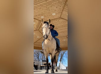 American Quarter Horse, Gelding, 8 years, 15 hh, Buckskin