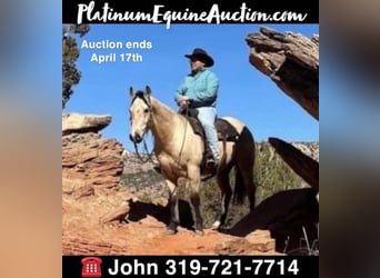 American Quarter Horse, Gelding, 8 years, 15 hh, Buckskin