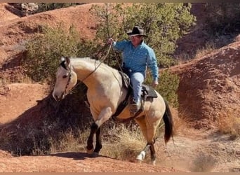 American Quarter Horse, Gelding, 8 years, 15 hh, Buckskin