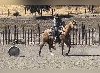 American Quarter Horse, Gelding, 8 years, 15 hh, Buckskin