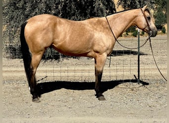 American Quarter Horse, Gelding, 8 years, 15 hh, Buckskin