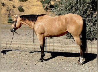 American Quarter Horse, Gelding, 8 years, 15 hh, Buckskin