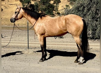 American Quarter Horse, Gelding, 8 years, 15 hh, Buckskin