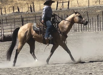 American Quarter Horse, Gelding, 8 years, 15 hh, Buckskin