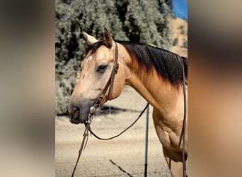 American Quarter Horse, Gelding, 8 years, 15 hh, Buckskin