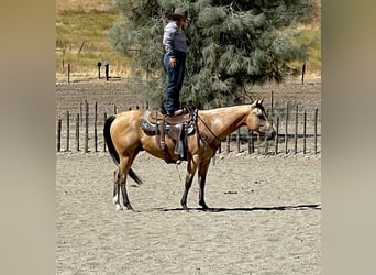 American Quarter Horse, Gelding, 8 years, 15 hh, Buckskin