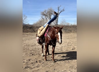 American Quarter Horse, Gelding, 8 years, 15 hh, Chestnut