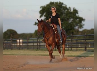 American Quarter Horse, Gelding, 8 years, 15 hh, Chestnut