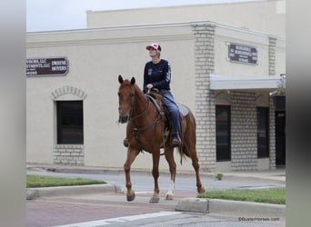 American Quarter Horse, Gelding, 8 years, 15 hh, Chestnut