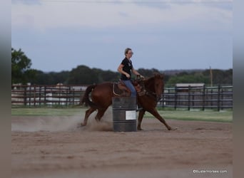 American Quarter Horse, Gelding, 8 years, 15 hh, Chestnut