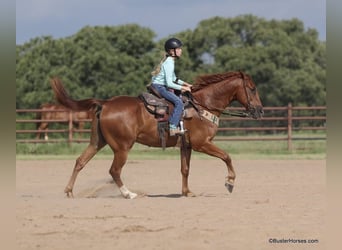 American Quarter Horse, Gelding, 8 years, 15 hh, Chestnut