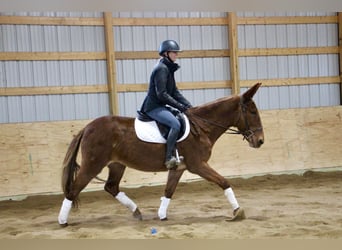 American Quarter Horse, Gelding, 8 years, 15 hh, Chestnut
