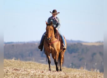 American Quarter Horse, Gelding, 8 years, 15 hh, Dun
