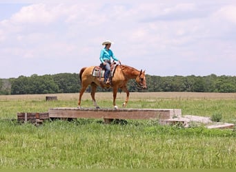 American Quarter Horse, Gelding, 8 years, 15 hh, Dun