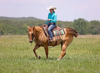 American Quarter Horse, Gelding, 8 years, 15 hh, Dun