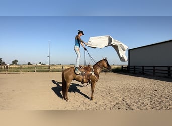 American Quarter Horse, Gelding, 8 years, 15 hh, Dun