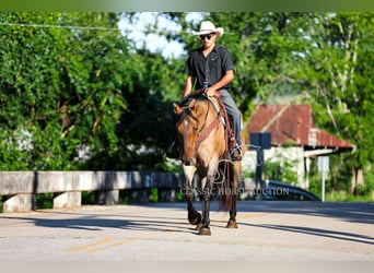American Quarter Horse, Gelding, 8 years, 15 hh, Dun