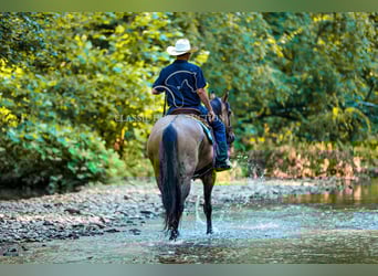 American Quarter Horse, Gelding, 8 years, 15 hh, Dun